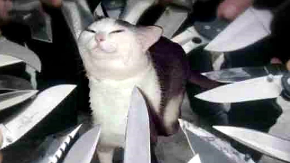 Knife cat meme - a smug looking cat being threatened with a bunch of photoshopped knives