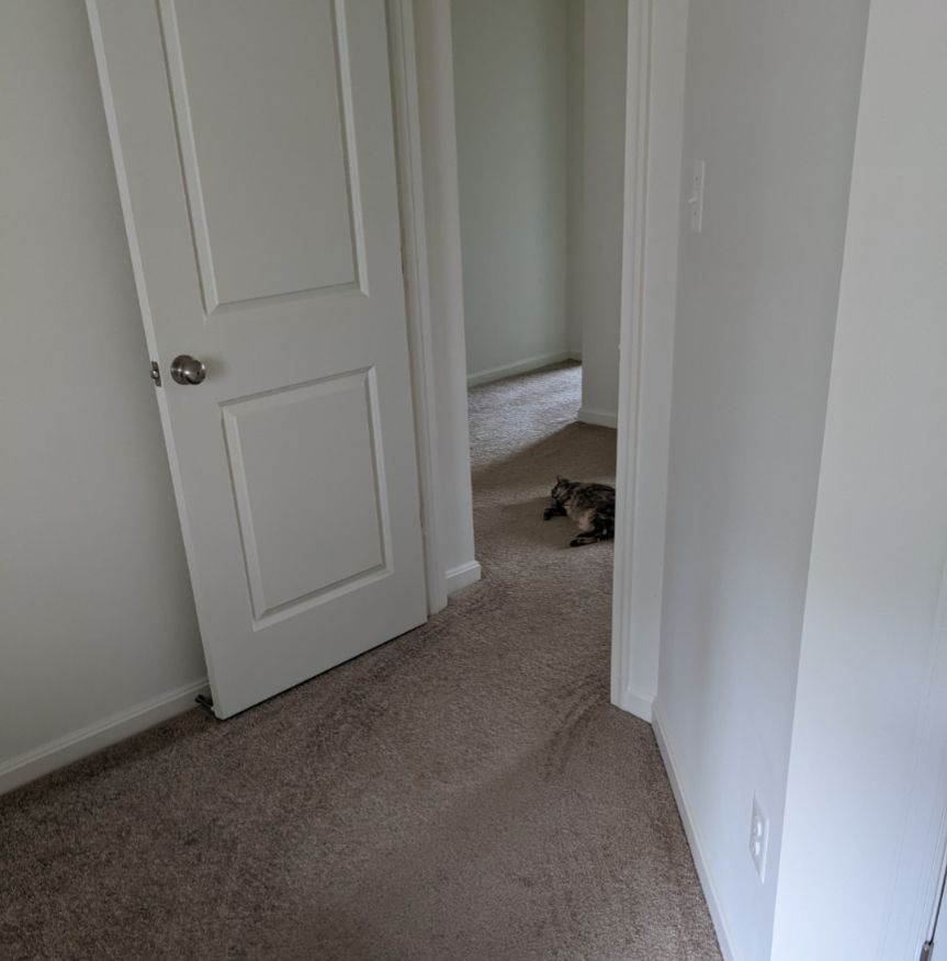 The cat is lying in the middle of the hallway, 100% in a deep sleep. She looks like she's been out all night partying and barely got in the door at 3am. She looks like she should still be wearing one high heel