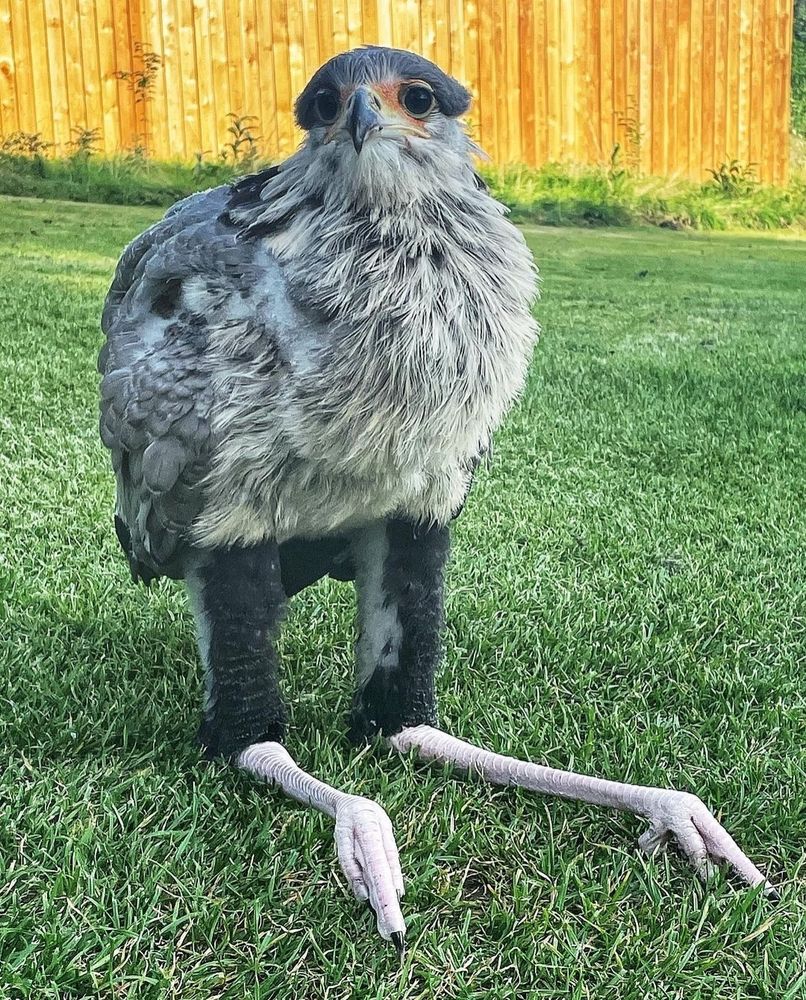 A juvenile secretary bird