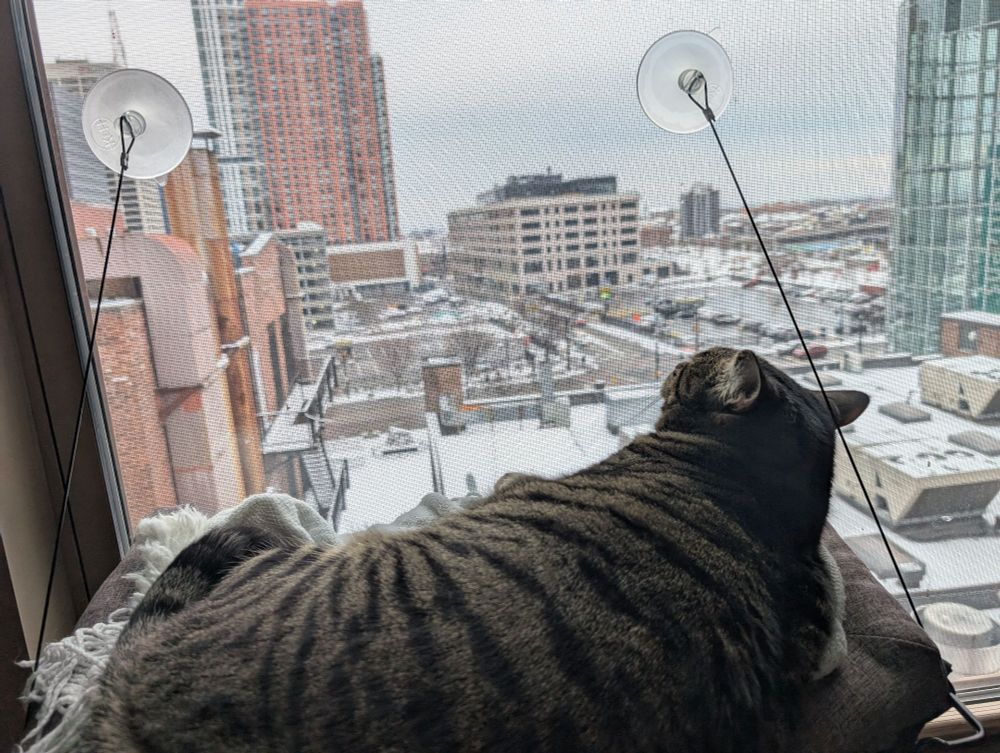  The thick brown mackerel tabby is voicing his anger over me interrupting his sleep 