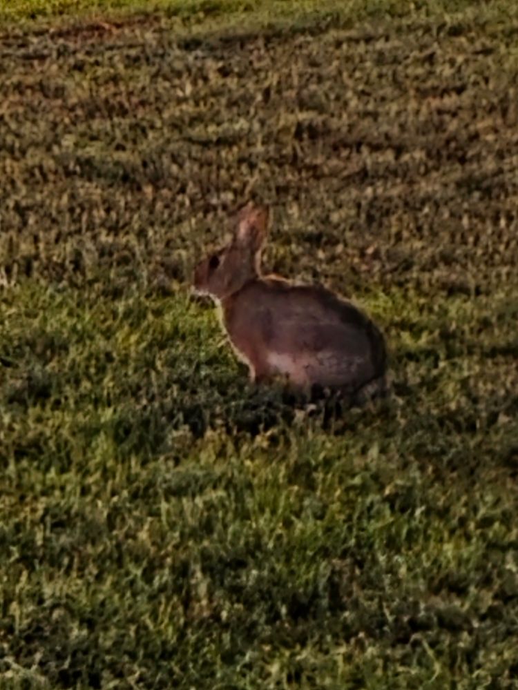 A grainy image of a brown bunny on a manicured lawn in the evening