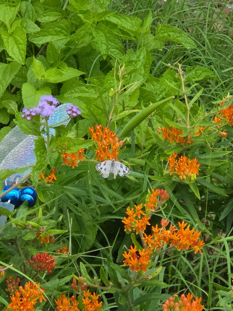 A white butterfly with dark gray spots on its wings gathers nectar from orange wildflowers 