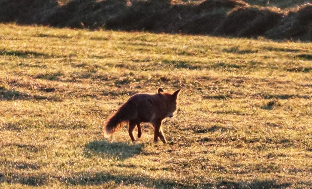 Ein Fuchs schnürt über eine abgemähte Wiese, auf der Suche nach Mäusen