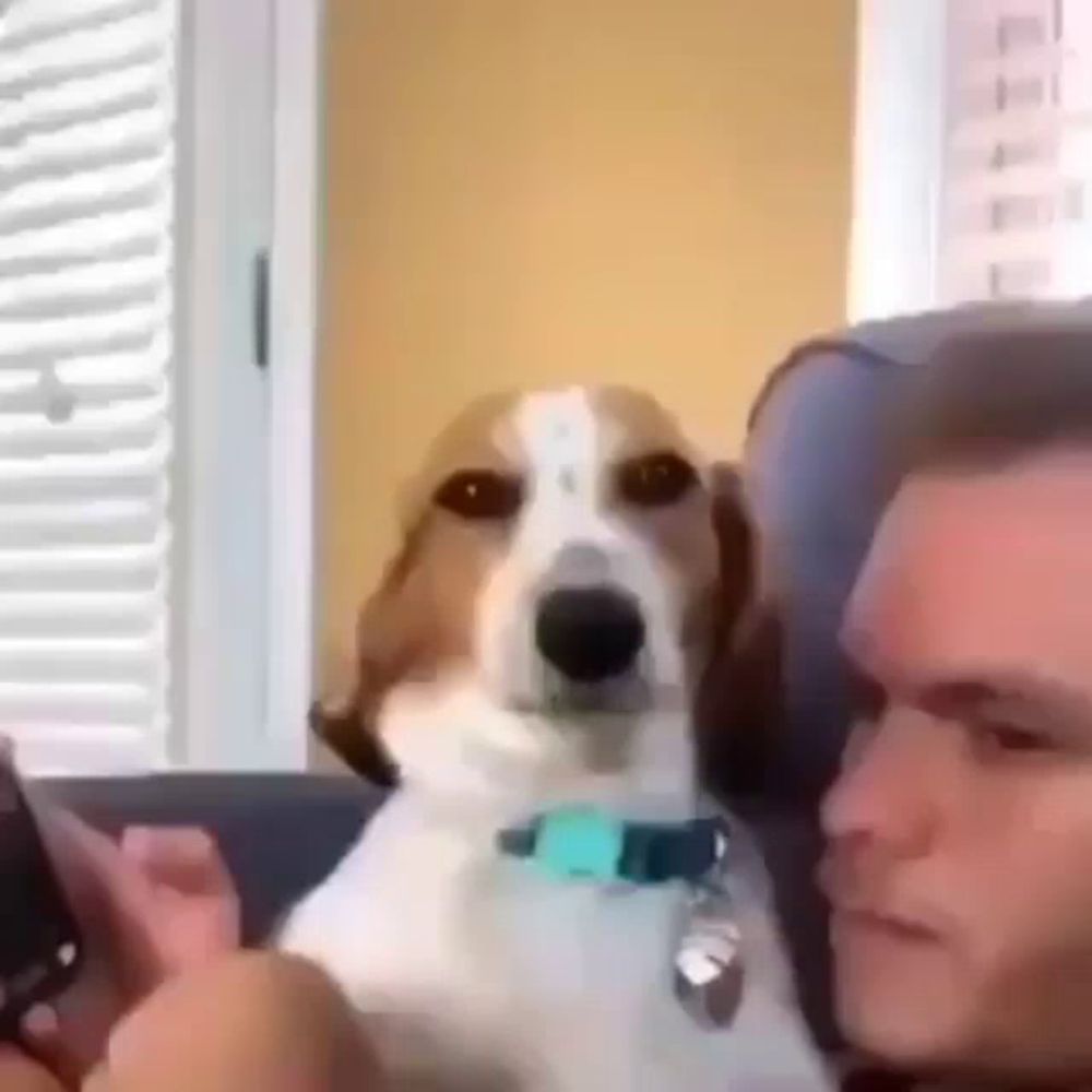 a brown and white dog is looking at the camera while a man holds a cell phone .