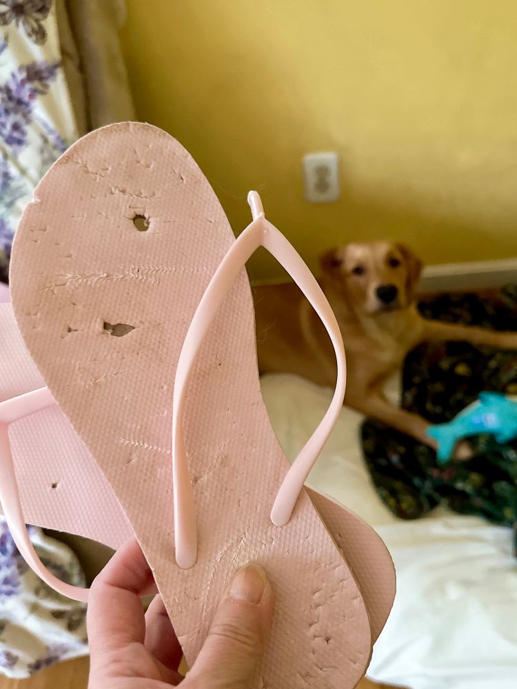 A dog chewed up pink flip flop held up by a hand with a golden retriever puppy in the background 