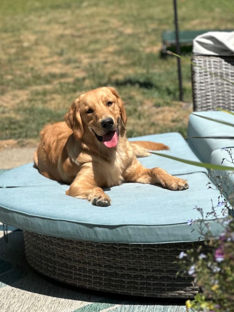 A golden retriever puppy lounges in the sun. 