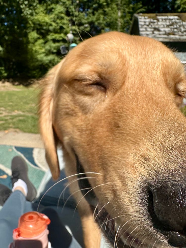 A very close close up of a smiling golden retriever 