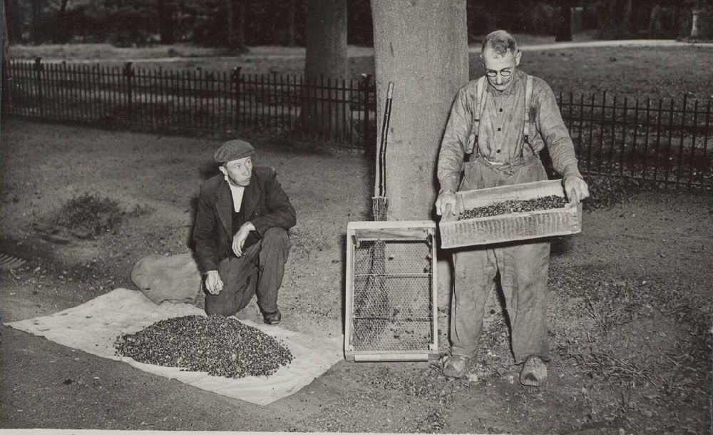 Twee mannen verzamelen en sorteren beukennootjes, herfst 1948. Nationaal Archief, rechtenvrij, publiek domein.