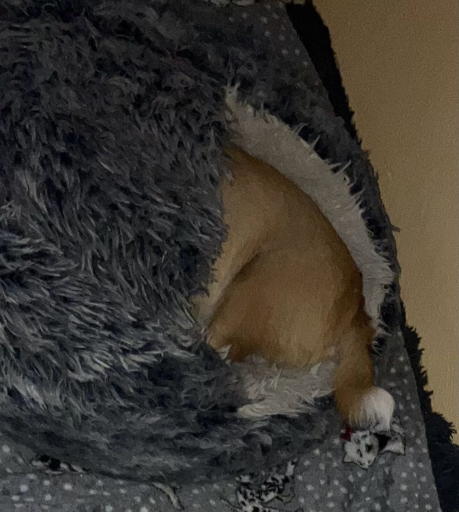 small dog hiding his head in a dog bed shaped like pita bread