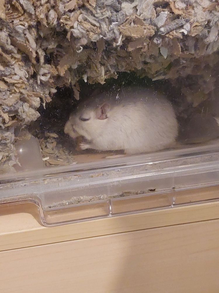 Une gerbille blanche dans une galerie, vu à travers un bac transparent. 
Elle mange, et ses yeux sont presque complètement fermés.