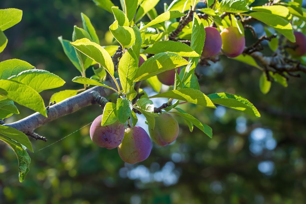 A branch of a plum tree, crossing the photo left to right. Lots of leaves, and hanging below them are 8 plums, 3 in front, the others partially hidden above and to the right. Most are still pink, or pink and yellow; one has turned dark blue. Background, more leaves, spots of blue sky shining through.