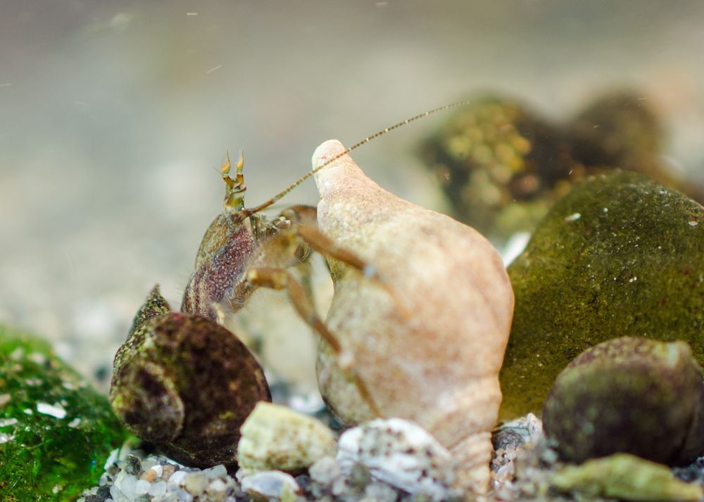 2. Going for it. Herm pulls out of the old shell, still holding the new one with his legs. A good view of his carapace; greenish brown top, wine-red sides. His legs are brown, with blue knees; the antenna is a dotted line, green and white; he waves orange antennules above his eyes, as if in celebration.