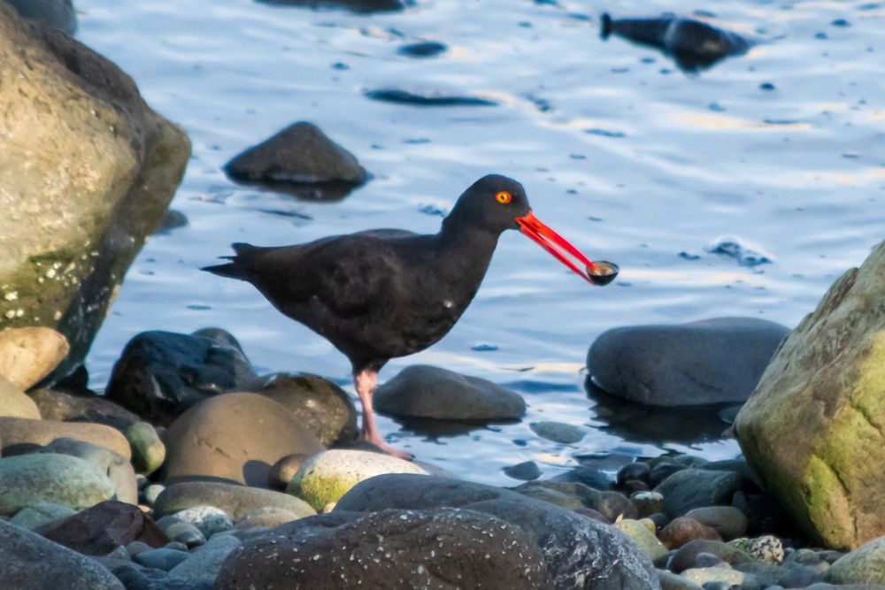 An oystercatcher is a shore bird; black body (some brown patterning around the wings), long, red beak (very bright red), pink legs, and a yellow eye with a red border. They eat mollusks, such as limpets and mussels. This one has detached a limpet from the rocks and holds it, like a tiny bowl full of meat, in the tip of their beak.
Surroundings: large rocks on either side, somewhat rectangular, round rocks in front, pale blue water behind the bird.