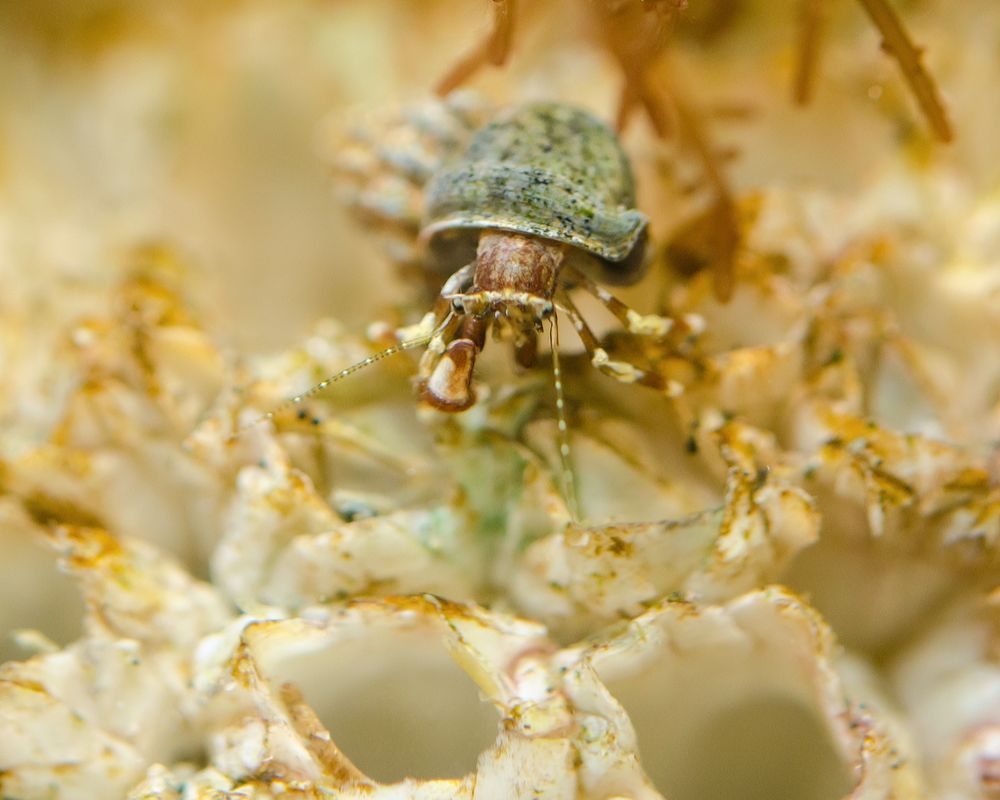 A hermit on a colony of small acorn barnacles. He's facing us, legs spread wide, the large cheliped stretched forward, the smaller one reaching down into a barnacle shell. Three of the barnacles are living; their interior plates are closed over their mouths. The barnacles in front are empty cups, cleaned out down to the bare white walls; hermits' work done. The hermit is brown, with white patches on his legs and chelipeds. His antennae are green and white dotted lines. The eyes are black. He wears a small shell, pale blue with spots of green algae; from this angle it looks like a whelk shell with a wide siphon canal. The empty barnacles will soon be occupied, by anemones or worms, or even fishes. 