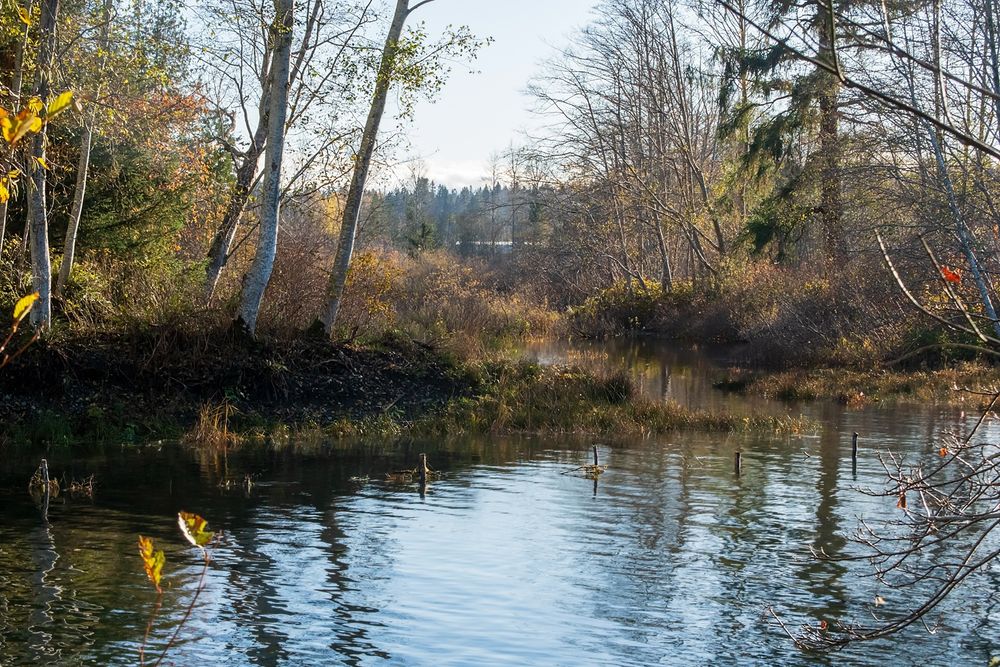 A November-ish photo. Half-bare trees, yellow and brown leaves, dried grasses. The view from one island to the next mini-islands. In front; smooth water, reflections of the bare tree branches. The water is blue where the light hits it, and black to greenish in the shade of the land. A channel cuts between the two islets; dark water with blurry reflections. There's one scraggly evergreen tree on the islet to the right, a tree with white bark on the one on the left.
Sky overhead, a misty blue.