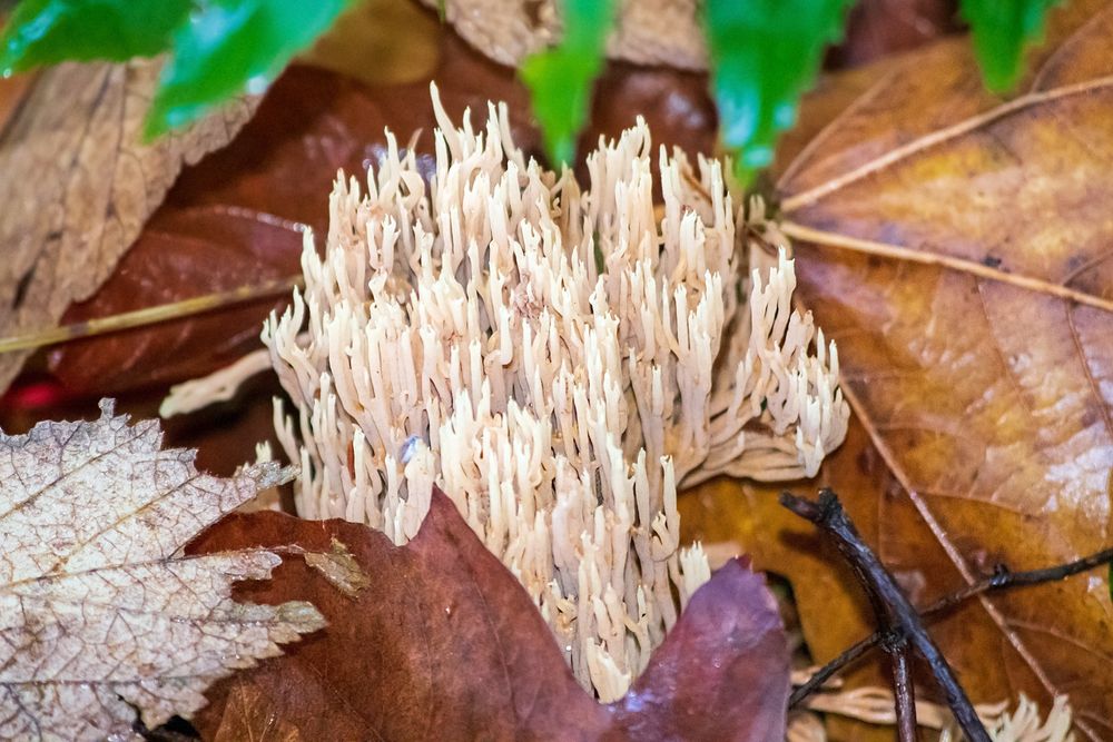 The coral mushroom raises a mass of vertical branches, forked at the tips. The whole mass is a pale tan to cream colour (depending on light or shadow). The mushroom grows among dead and dying leaves, Big-leaf maple, in darker browns, and fragments of another species, probably salmonberry leaves. Green leaves at the top are the edge of a frond of evergreen fern.