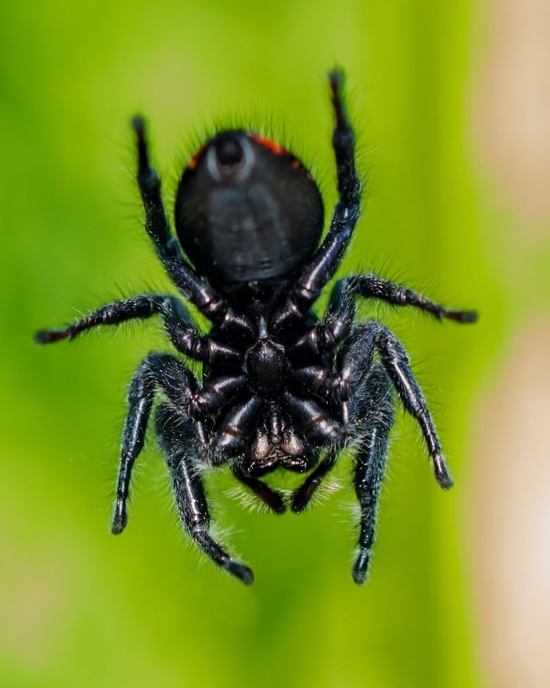 A black spider, head down, seen from the underside. She's — she because her chelipeds are slim — resting from her hunt in the cosmos outside the window. From this view, we see how the legs are connected to a central hump on the bottom of her cephalothorax; in front, we see the chelipeds and the sharp-pointed fangs. The abdomen is mostly smooth, slightly blurry in this photo. At the hairy rear end, on either side, the edge of the red markings on the top can be seen.
All the legs are hairy, as are the chelipeds, but the segments of the legs directly underneath the cephalothorax are hairless and glossy black, as is the central disc.
Background: the green of waving cosmos leaves.