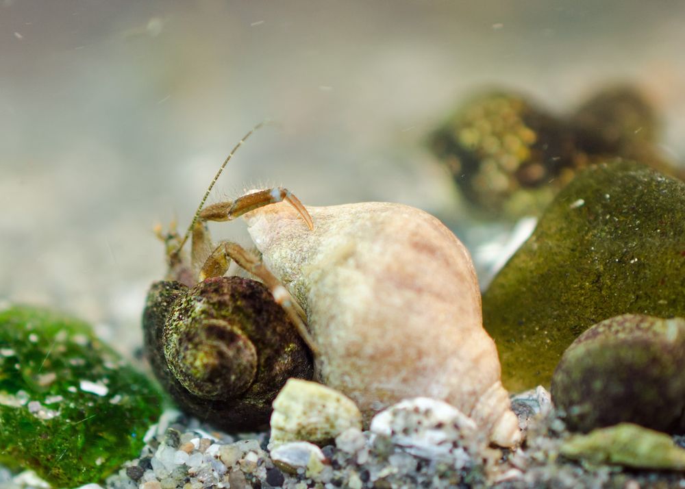 1. A hermit crab in a stubby, round shell, incrusted with dark green algae, lies upside-down, inspecting a much larger whelk shell, this one whitish, quite clean. We see two legs manipulating the new shell; the chelipeds are out of sight, checking out the shell's interior.