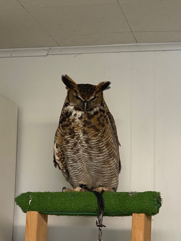 Hoolie, a beautiful, magnificent, darling Great Horned Owl, perched on a little ledge covered in AstroTurf. There is a little leash attached to one of her feet. She is indoors. She is bird ambassador at the Three Rivers Avian Center, a bird rehabilitation and education center in West Virginia. 