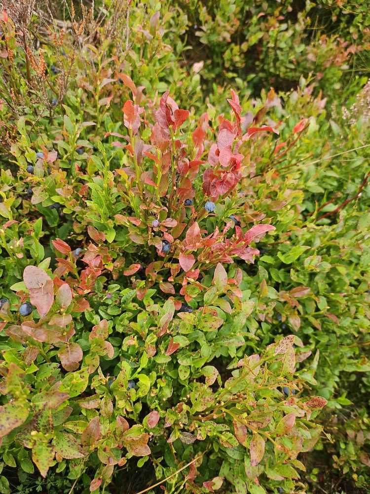 A photo of a bilberry bush with a handful of ripe berries on it