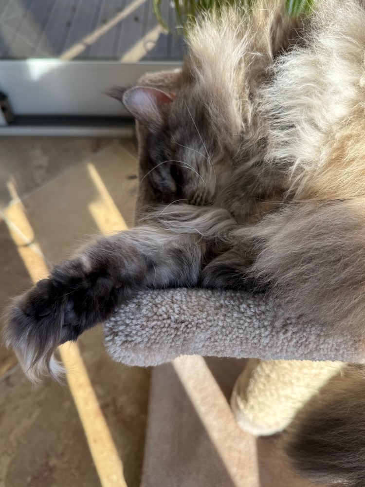 Red & gray Maine Coon sleeping with toe beans barely visible because of all the hair on the feet ! 