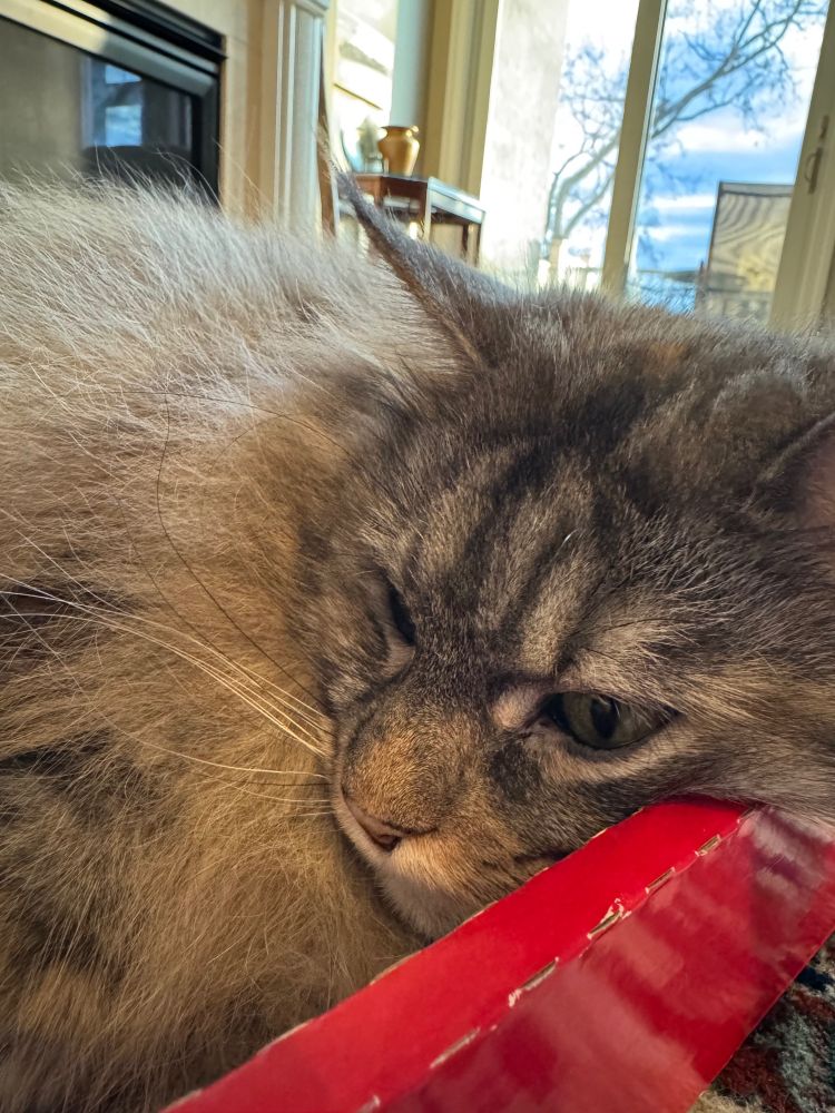 Red & gray Maine coon in red box