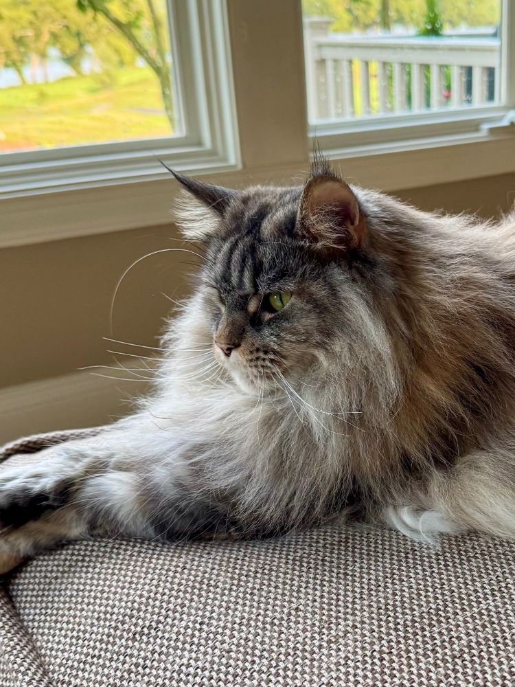 Maine Coon cat gray & red torbie on hassock with window behind - lots of fluff  looking to left.  