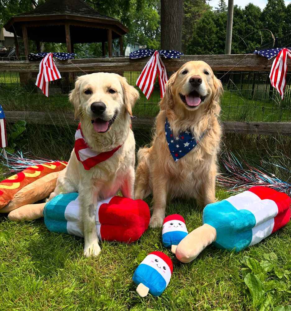 Two golden retrievers sitting outside with stuffed toys around them of hot dogs and red, white and blue popsicles for the 4th of July. 