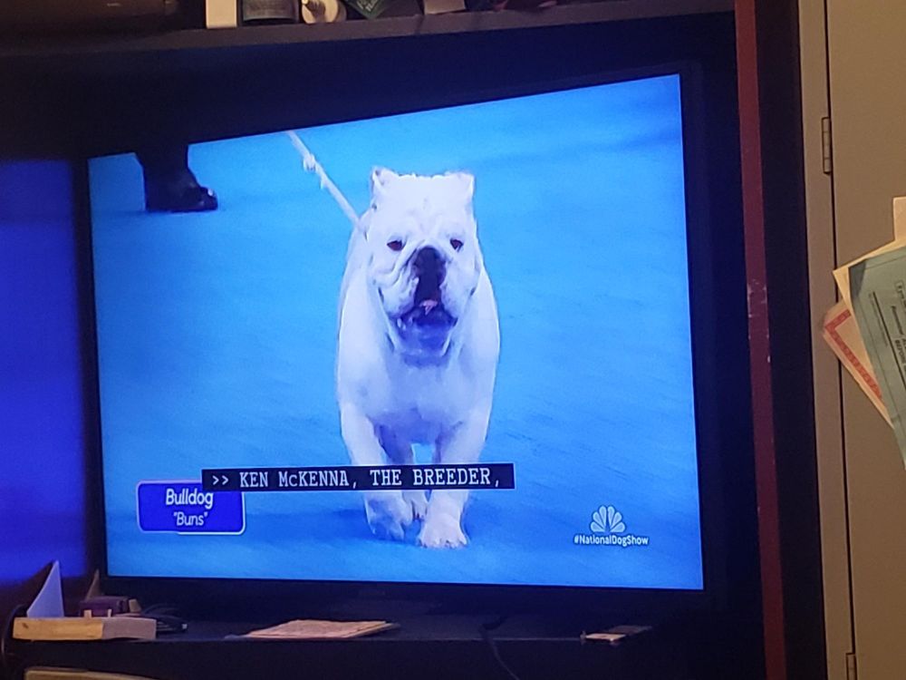 A white bulldog named buns struts across a blue stage on a video screen.