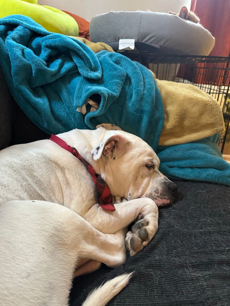 Dunk (orange cat) is in his bed on top of the dog’s crate so you can only see his ears and Sonny (white dog) is curled up on the couch below 