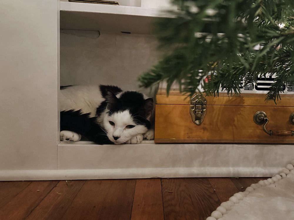 Last photo of Rorschach “Rory” Evelyn Mosby, a black and white cat with a perfect black nose in a white face with black ears and white paws with black toe beans, curled up in a cream built-in shelf.