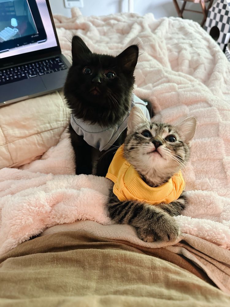 Two kittens, one black wearing a blue bodysuit and one tabby wearing a yellow bodysuit, and looking up expectantly at the camera while sitting on pink and olive blankets.