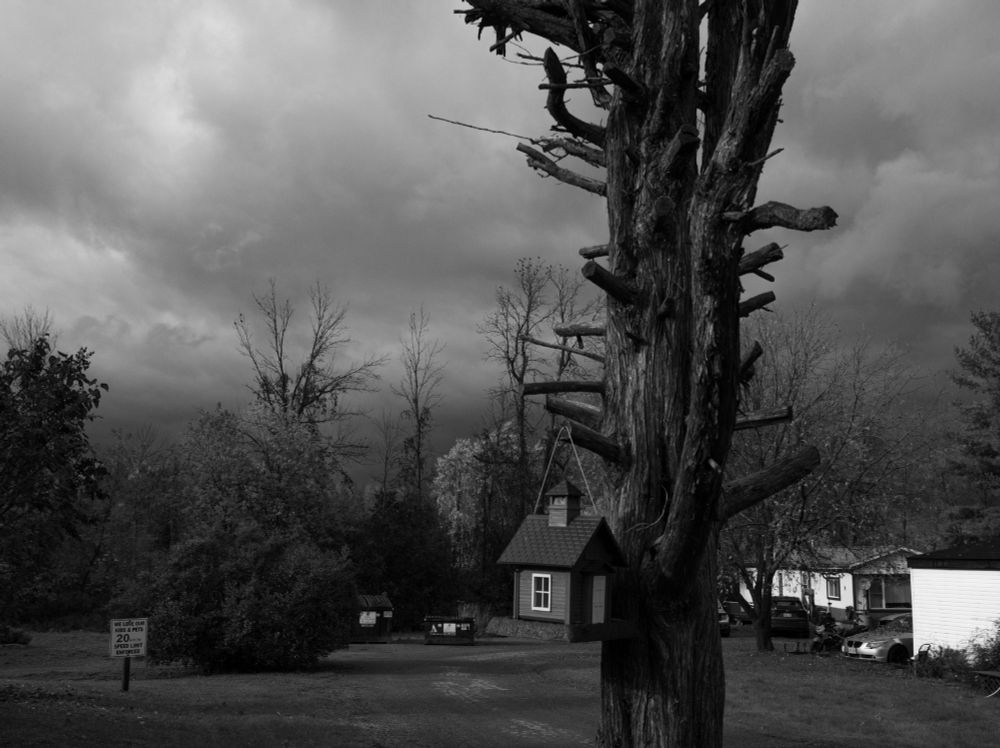 Black and white photo of severely trimmed tree with house-shaped bird feeder hanging from a stunted branch.