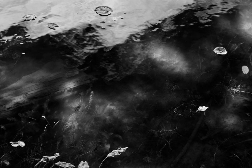Black and white photograph of a small and quiet weedy bay off of the Ottawa River, with contrasting tones on the surface of the water, while objects under the water are illuminated by spotty light leaking through the trees above.
