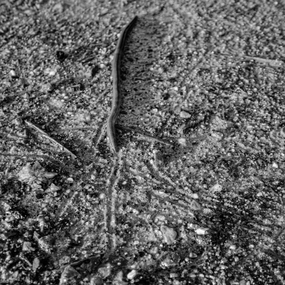 Close-up black and white photo of a glistening earthworm wriggling its way across a piece of road, leaving a trail in the wet gravel behind it. Other worm tracks are visible throughout the image. More lines can be seen on the worm's body. Taken March 26, 2021 in Lyn, Ontario.