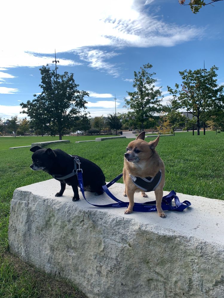 Two chihuahuas in nature 
