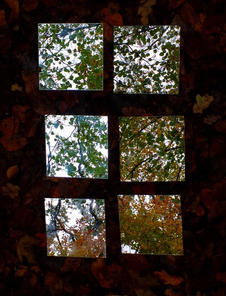 Sechs quadratische Spiegel liegen auf einem Waldboden.
Dort spiegeln sich Bäume deren Blätter sich in Herbstfarben zeigen.