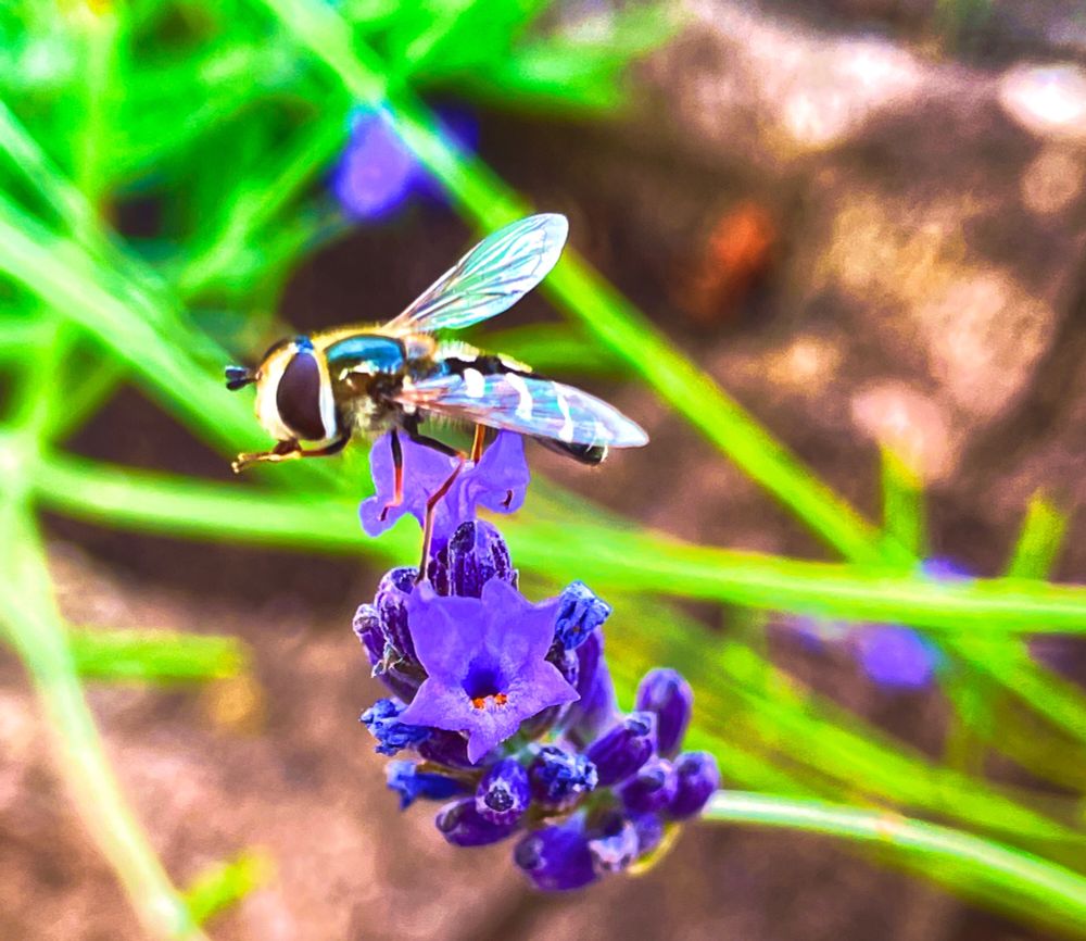 Nahaufnahme einer Schwebefliege auf  lila Blüte.Der Hintergrund ist verschwommen.