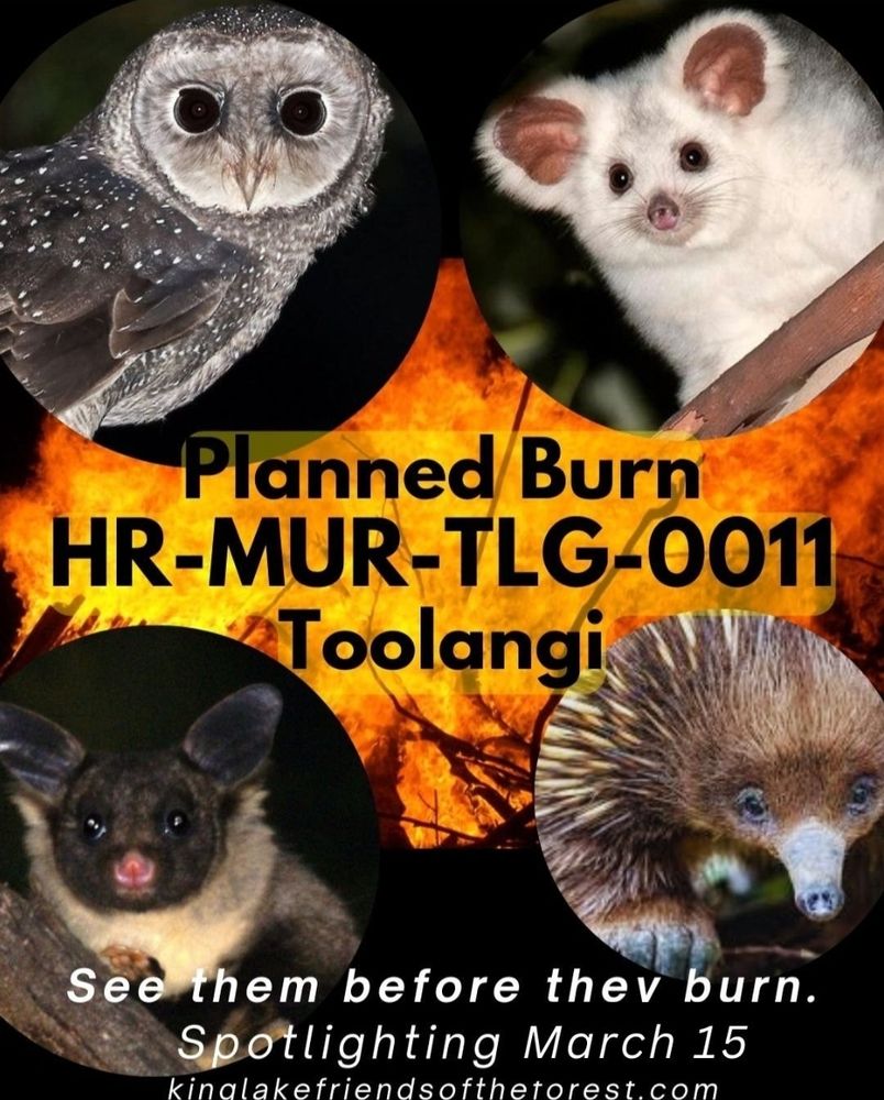 A poster noting a spotlighting night at Toolangi this Saturday March 15, 7.00pm to 10.00pm. Poster has four animals on it: an owl, a greater glider, a possum and an echidna. None want Forest Fire Management to come and destroy their
forest.
