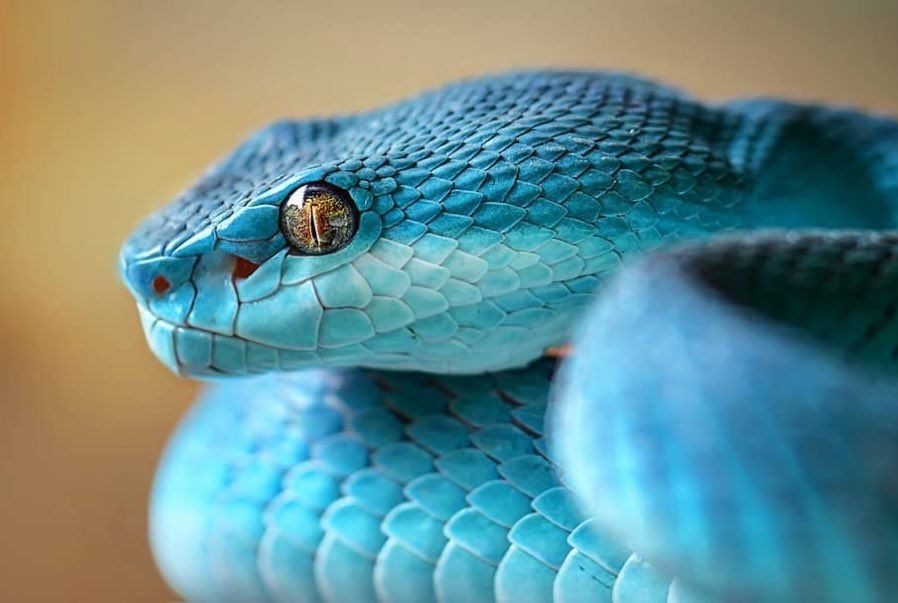 A photograph of a blue snake. Species unknown. 