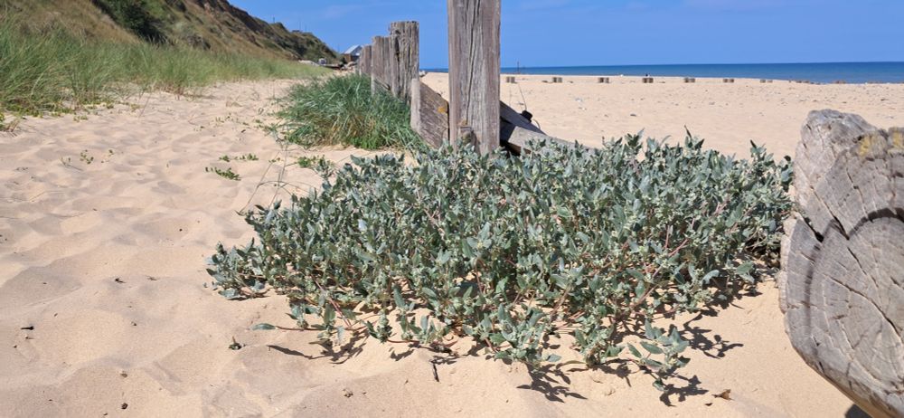 Frosted Orache (Atriplex laciniata) brightening up the woodwork on the beach.