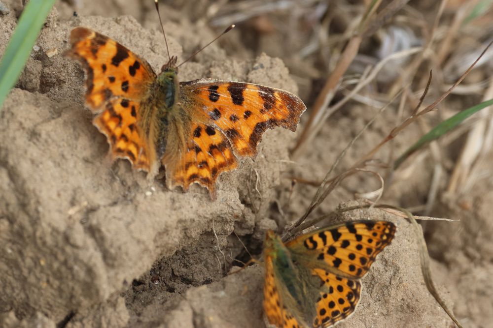 This encounter was too close to me for the lens to focus, but it was nice to compare the Queen with one of our local Comma butterflies.