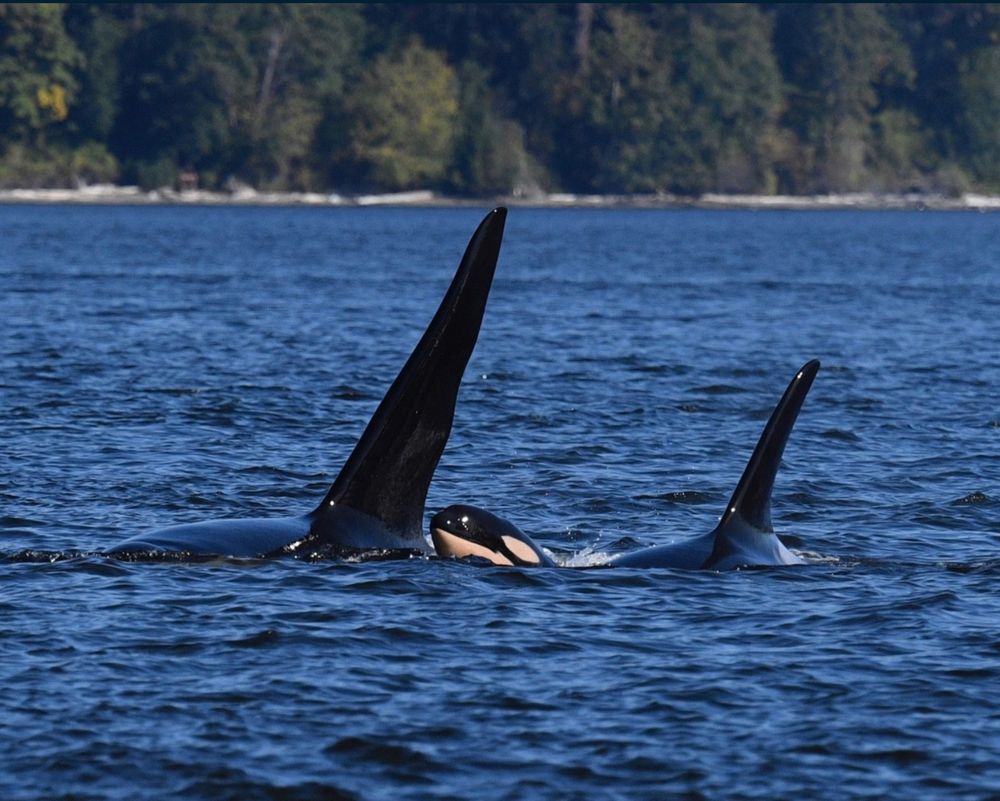 Baby orca J64 surfaces between two adult orcas. SeaDoc Society/Center for Whale Research/San Diego Zoo photo under NOAA permit #26288-01.
