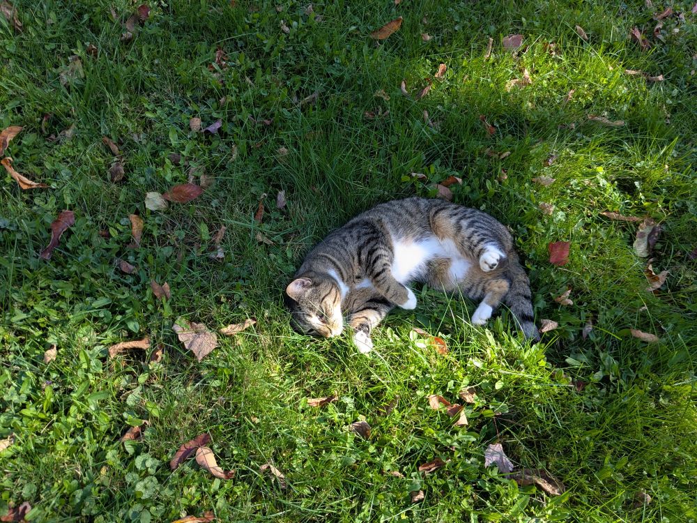 A cat rolling in the grass