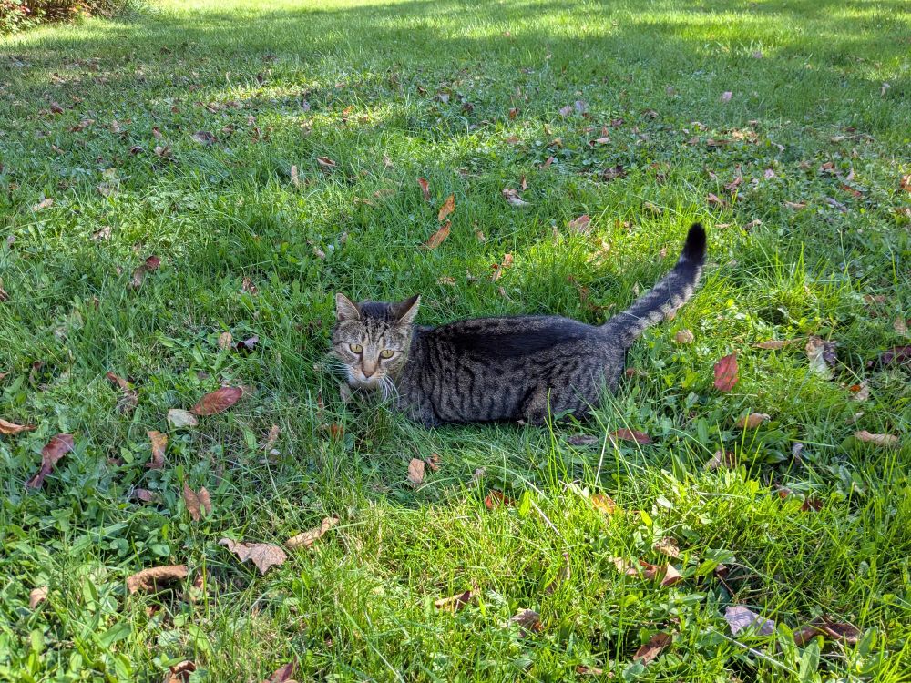 A cat rolling in the grass