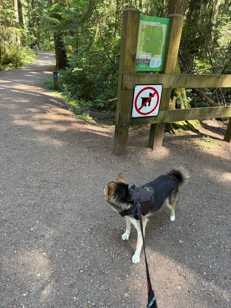 A German Shepard/Shiba/misc mix dog pulling on leash towards a forest trail. The trail is explicitly marked as no dogs allowed.