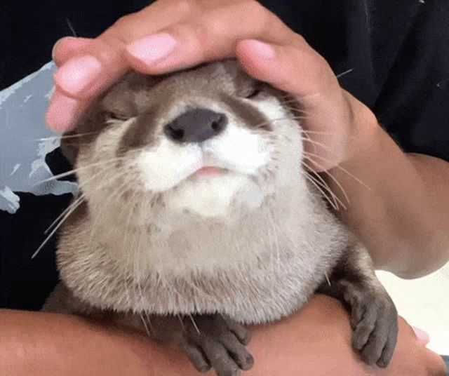 a person is petting an otter 's head with their hands