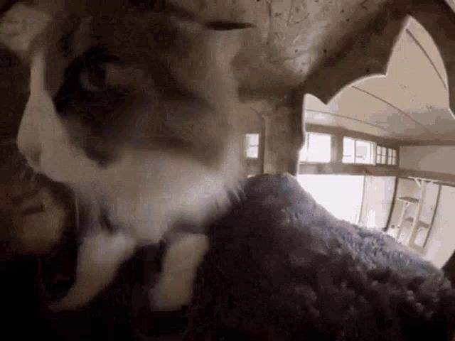 a cat is sitting on top of a pile of blankets