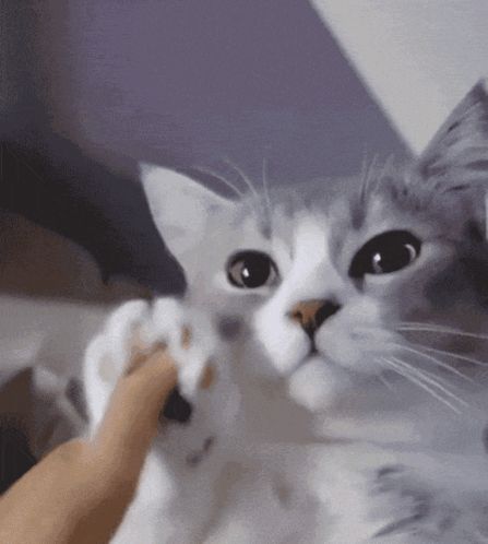 a close up of a cat 's face with a person petting it