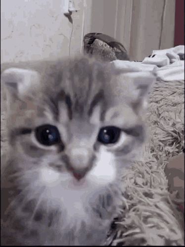 a close up of a kitten laying on a blanket